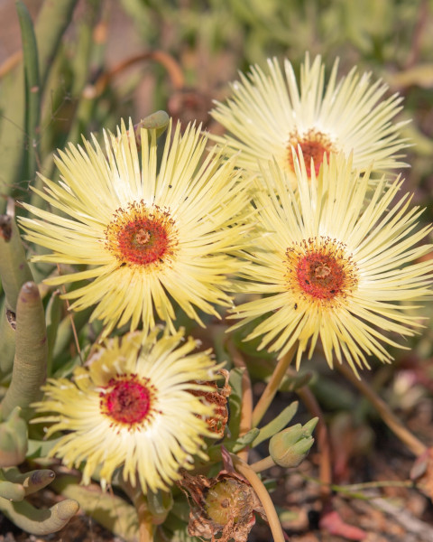 Cephalophyllum pillansii