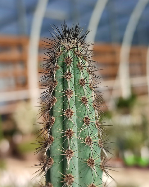 Cereus aethiops