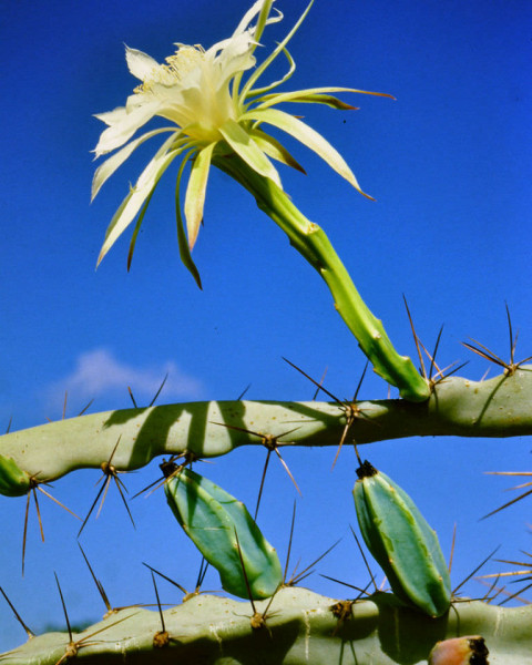 Cereus albicaulis