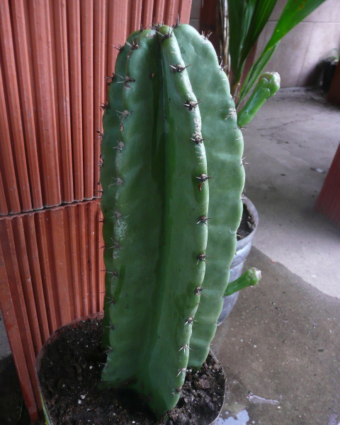 Cereus argentinensis