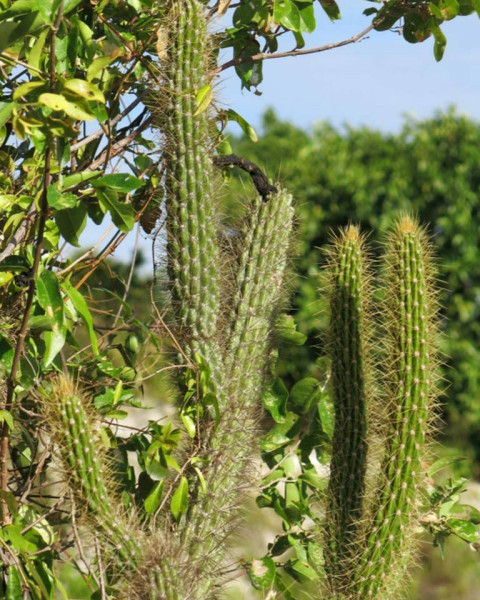 Cereus ayisyen