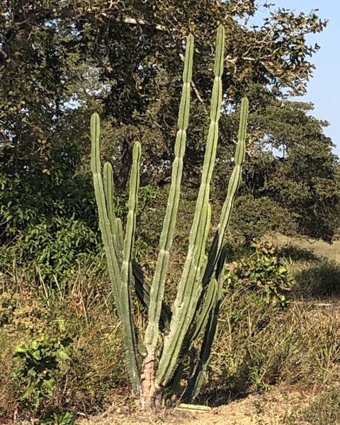 Cereus bicolor