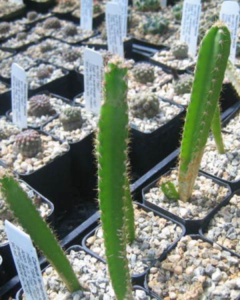 Cereus Fernambucensis