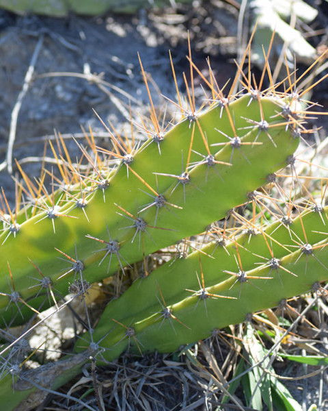Cereus fernambucensis