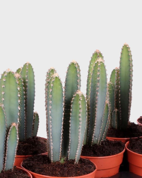 Cereus forbesii