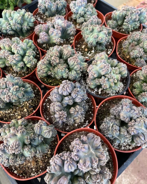 Cereus forbesii 'Ming Thing'