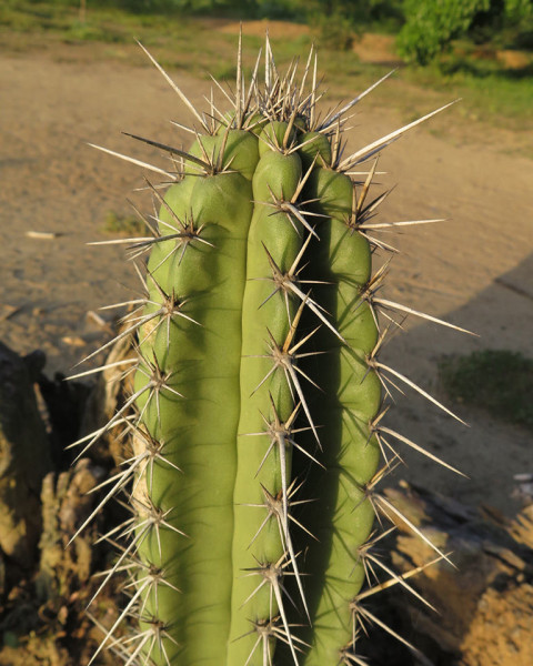 Cereus fricii