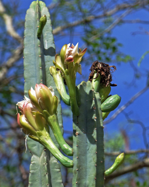Cereus hankeanus