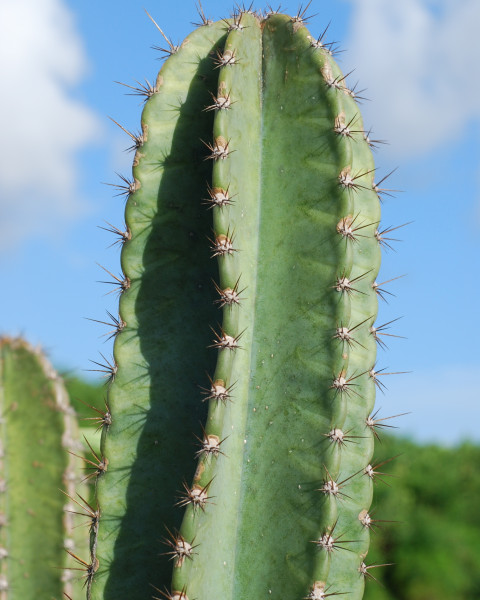 Cereus hexagonus