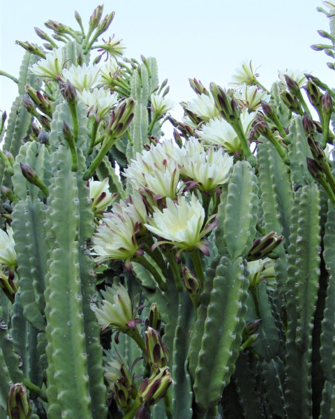 Cereus hildmannianus