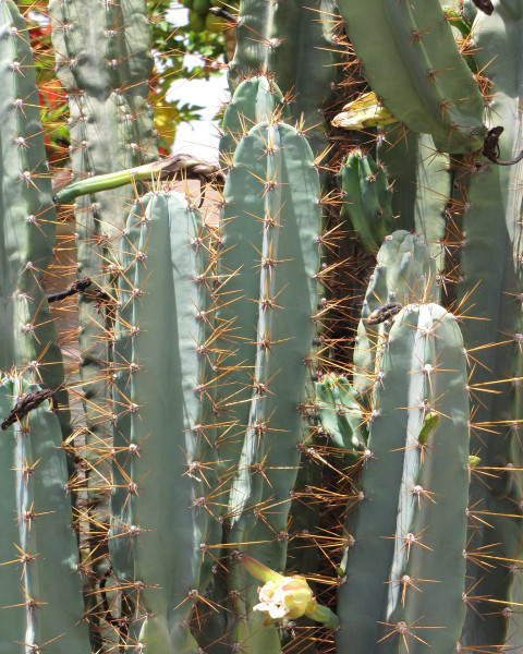 Cereus hildmannianus subsp. uruguayanus