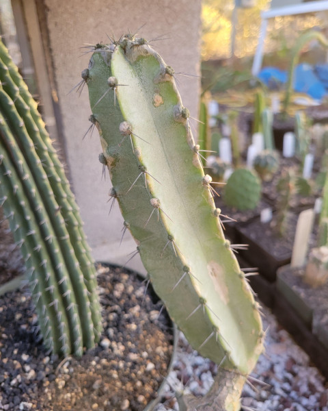Cereus huilunchu