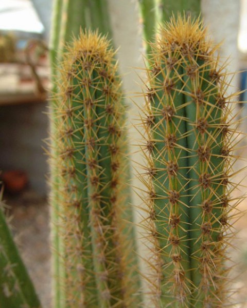 Cereus Insularis