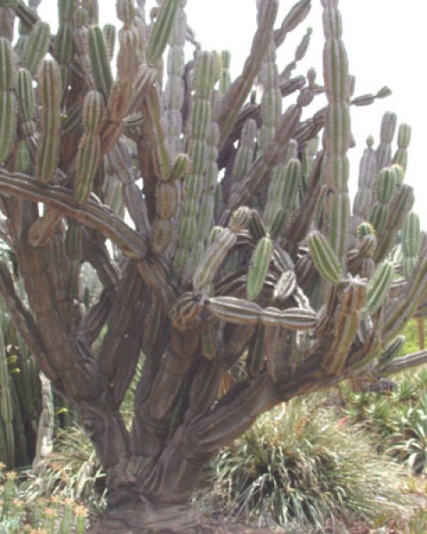 Cereus Jamacaru