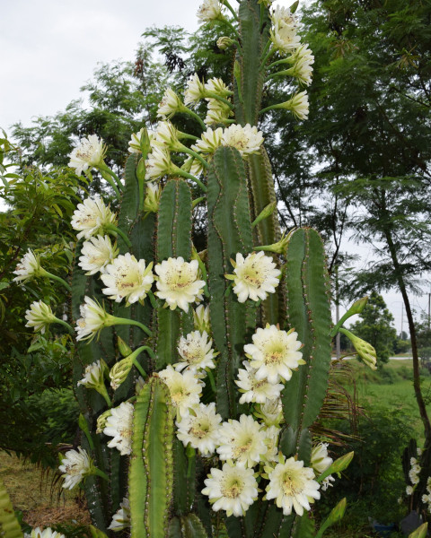 Cereus jamacaru