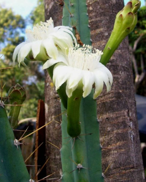 Cereus kroenleinii