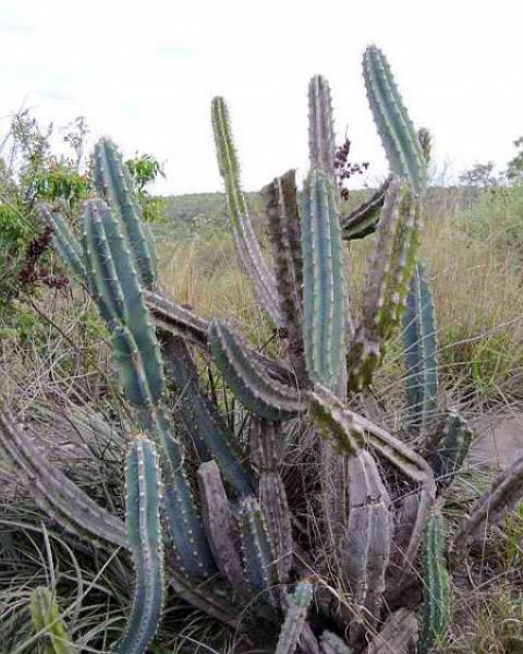Cereus Lanosus