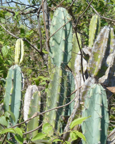 Cereus lanosus