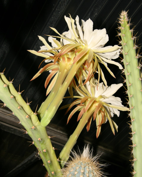 Cereus mirabella