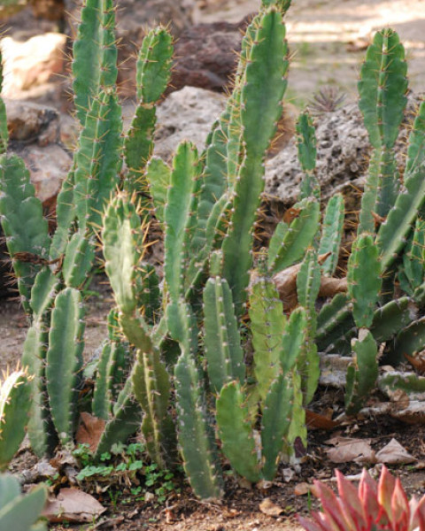 Cereus obtusus