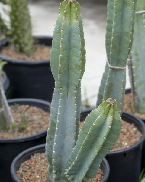 Cereus peruvianus