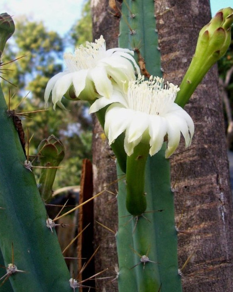 Cereus phatnospermus