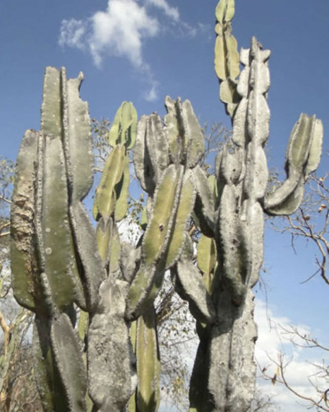 Cereus pierre-braunianus
