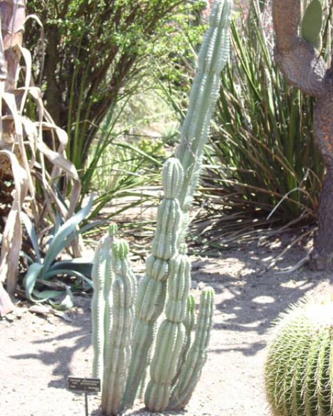Cereus Repandus