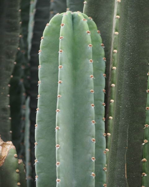 Cereus repandus