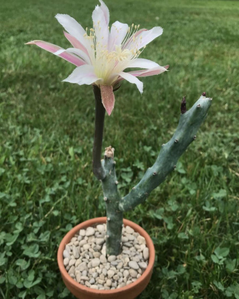 Cereus spegazzinii