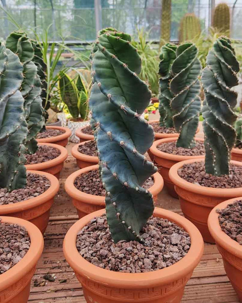 Cereus 'Spiralis'