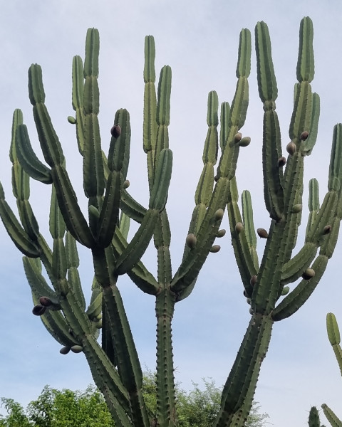 Cereus stenogonus