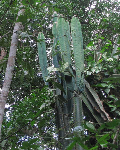 Cereus trigonodendron