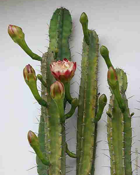 Cereus validus