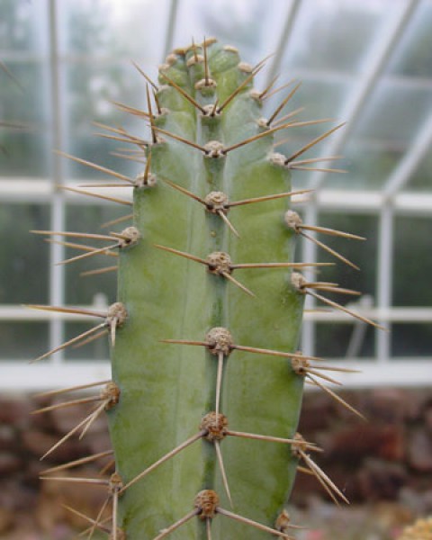 Cereus Vargasianus