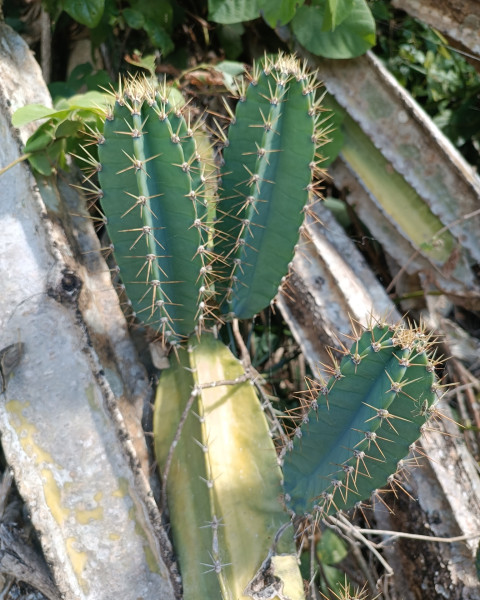 Cereus vargasianus