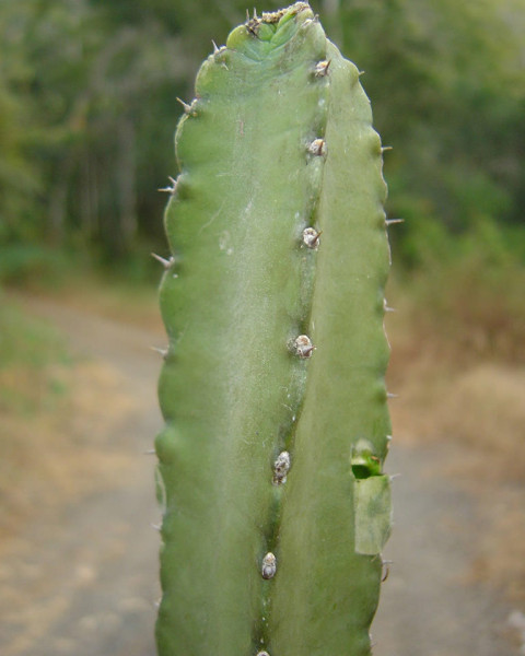 Cereus yungasensis