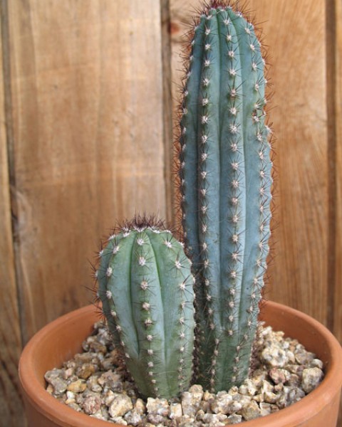 Cipocereus Bradei