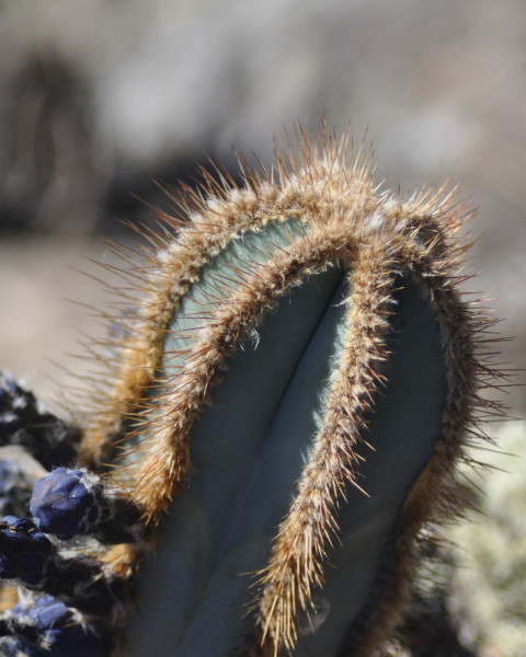 Cipocereus laniflorus