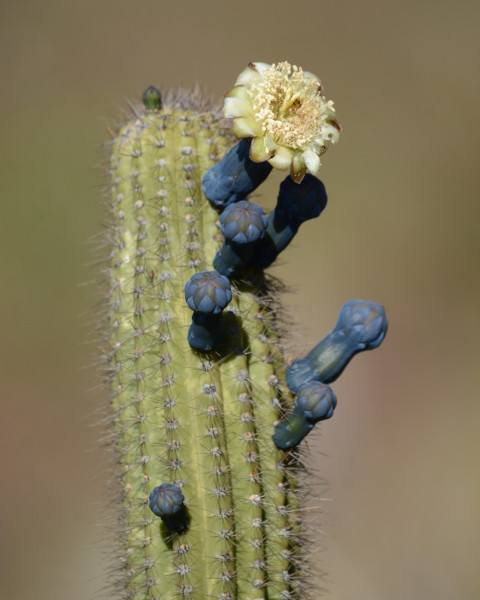 Cipocereus minensis