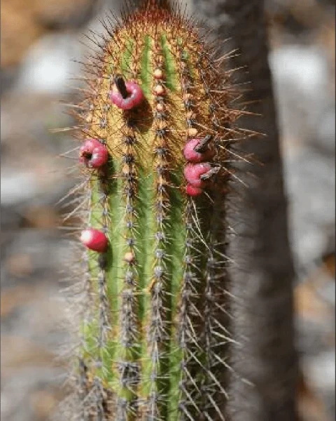Cipocereus pusilliflorus