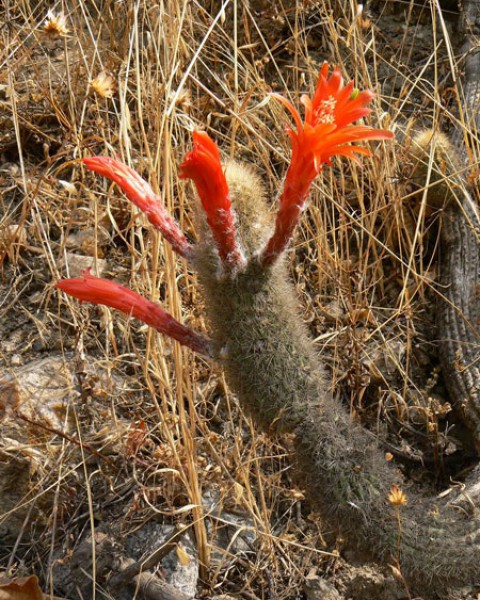 Cleistocactus Acanthurus