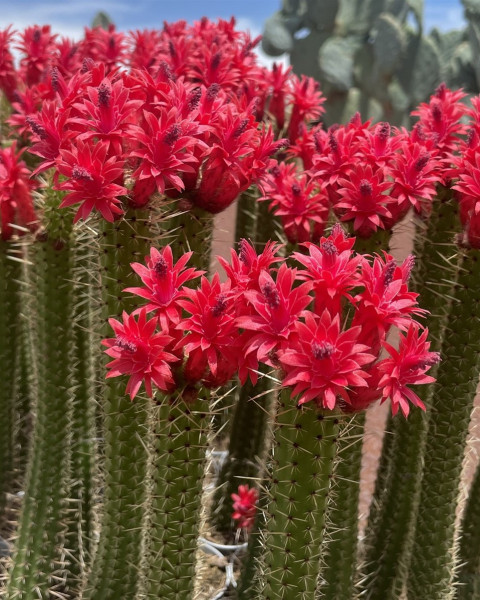Cleistocactus baumannii