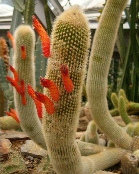 Cleistocactus brookeae