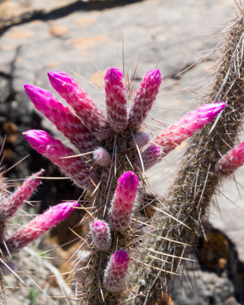 Cleistocactus candelilla