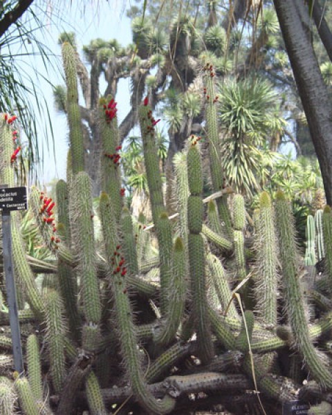 Cleistocactus Candelilla