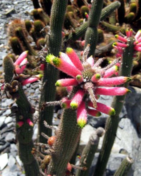 Cleistocactus Ferrarii