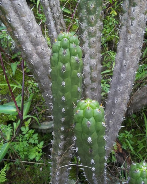 Cleistocactus fieldianus