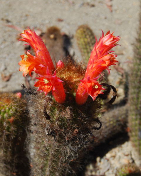 Cleistocactus grossei