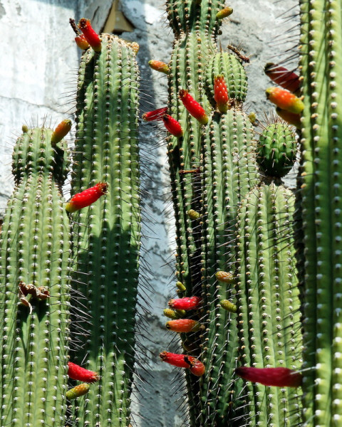 Cleistocactus laniceps